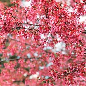 Meet your Posher, Harriet